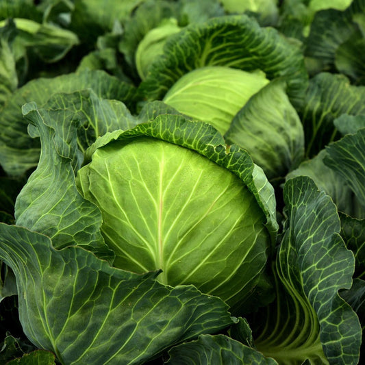 cabbage1