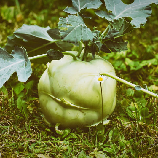 kohlrabi2