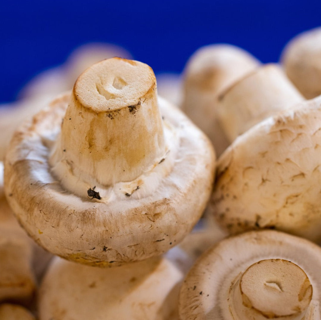mushrooms1