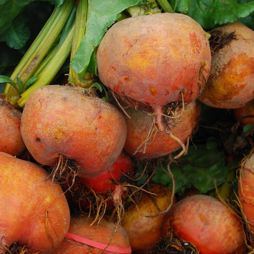 Gold Beetroot