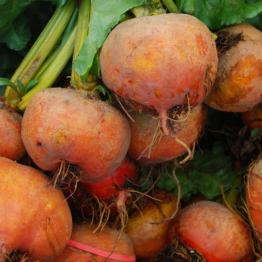 Gold Beetroot