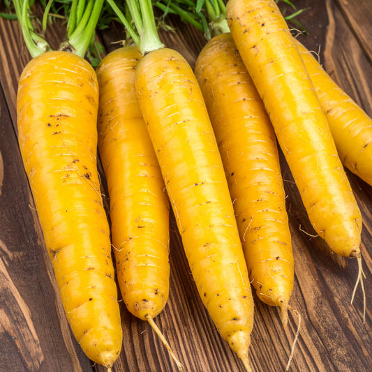Large Yellow Carrots on a wooden table