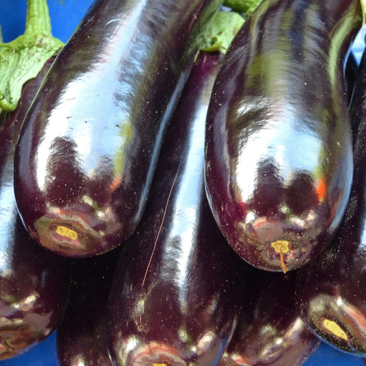 aubergine1