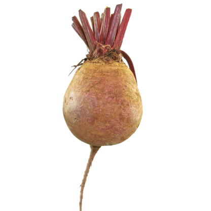 beetroot3