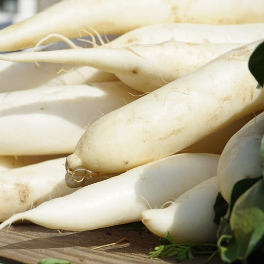 daikon1