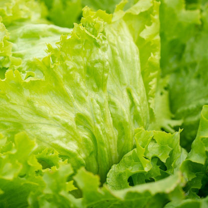lettuce1