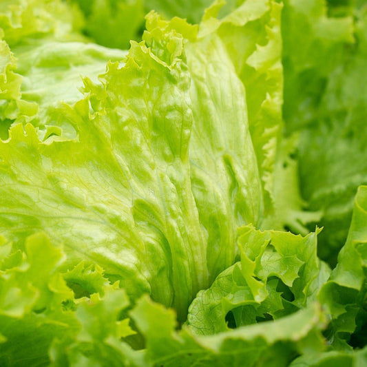 lettuce1