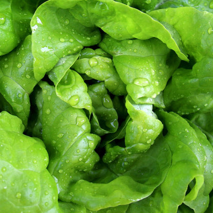 lettucebutterhead1