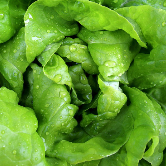 lettucebutterhead1