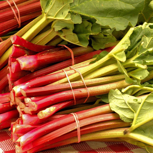 rhubarb1