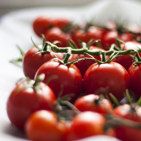 tomatoesvine2