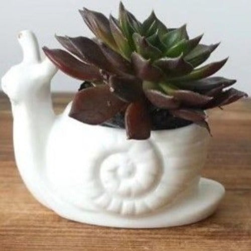 Snail Shape Small Planter